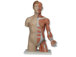 LIFE-SIZE DUAL SEX TORSO WITH MUSCLE ARM  33-PART -  B42  1000205 