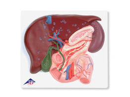 LIVER WITH GALL BLADDER  PANCREAS AND DUODENUM - VE315  1008550 