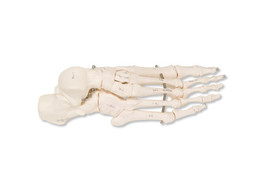 FOOT SKELETON  RIGHT - A30R  1000074 