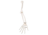 ARM SKELETON  RIGHT - A45R  1000115 