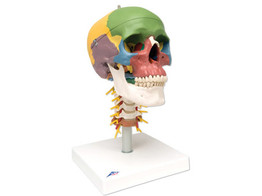 DIDACTIC HUMAN SKULL MODEL ON CERVICAL SPINE  4 PART - A20/2  1000048 