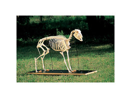 SKELET SCHAAP