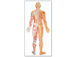 THE NERVOUS SYSTEM CHART  REAR LAMINATED