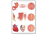 WP. MUSCLE TISSUE CHART LAMINATED   WOODEN RODS