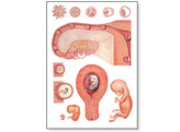 EMBRYOLOGY I CHART LAMINATED   RODS