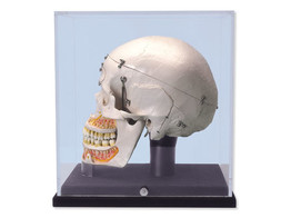 DELUXE HUMAN DEMONSTRATION DENTAL SKULL MODEL  10 PART  WITH DISPLAY CASE -  A27/9  1000060 