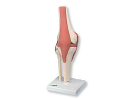 DELUXE FUNCTIONAL KNEE JOINT MODEL-  br/   A82/1  1000164 