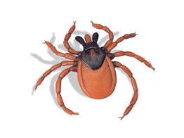 IXODES RICIINUS - TEEK -R50