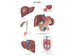 POSTER LE FOIE - VR2425L