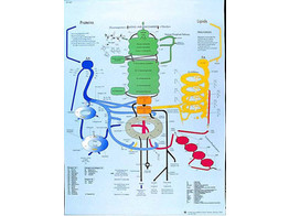 POSTER LE METABOLISME HUMAIN - VR2451L