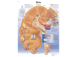 POSTER REIN - VR2515L