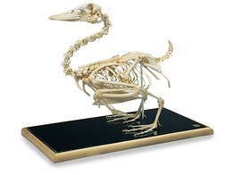 EEND SKELET  ANAS PLATYRHYNCHOS  - T30035