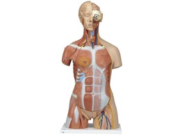 ZWEIGESCHLECHTIGER LUXUS-MUSKEL-TORSO  31-TEILIG  - B40  1000203 