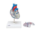 CLASSIC HEART WITH CONDUCTING SYSTEM  2 PART G08/3  1019311 