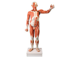 FIGURE DE MUSCLE 1/1 - -  VA01  1001235 