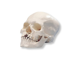SCHEDEL MICROCEFALIE  JONGE MAN - A29/1  1000065 
