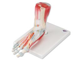 FOOT SKELETON MODEL WITH LIGAMENTS AND MUSCLES br/  - M34/1  1000360 