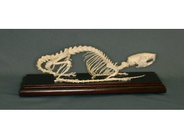 SKELET RAT