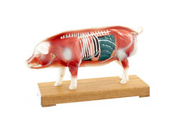MODELE D  ACUPUNCTURE   PORC