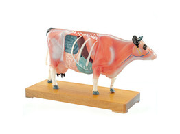 MODELE D  ACUPUNCTURE   VACHE