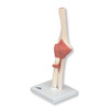 DELUXE FUNCTIONAL ELBOW JOINT MODEL br/  -  A83/1  1000166 