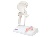 MINI HIP JOINT WITH CROSS-SECTION- A 84/1  1000168