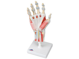 HAND SKELETON MODEL WITH LIGAMENTS AND MUSCLES br/  -1000358