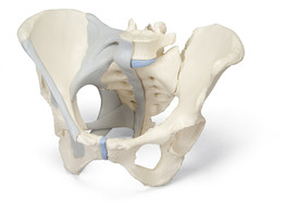 FEMALE PELVIS WITH LIGAMENTS  3 PART - H20/2