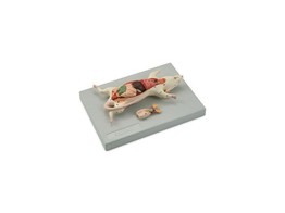MODEL DISSECTIE RAT MANNELIJK EN VROUWELIJK