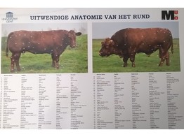 POSTER ANATOMIE EXTERNE DU BOVIN 42X60CM  NEERLANDAIS 
