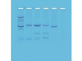 EDVOTEK  DNA FINGERPRINTING USING RESTRICTION ENZYMES  225