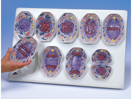 MITOSIS MODEL - NINE PIECES ON A MAGNET BOARD - R01  1013868 