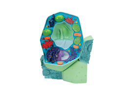 PLANT CELL MODEL  MAGNIFIED 500 000-1 000 000 TIMES - R05  1000524 