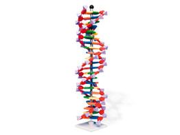 DNA-MODEL 22 BASENPAREN- DUBBELE HELIXSTRUCTUUR- MOLYMOD AMDNA-060-22