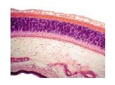 HYALINE CARTILAGE RABBIT  SECTION - SH.1005A