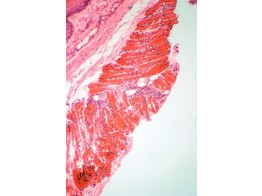 Stratified flat epithelium  dog  section - SH.1078A