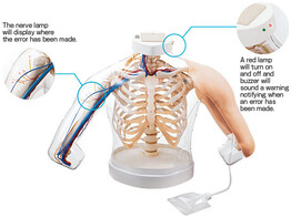 INTRAMUSCULAR INJECTION MODEL OF UPPER ARM MUSCLES