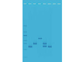 MULTIPLEX PCR-BASED TESTING OF WATER CONTAMINANTS- EDVOTEK - 953