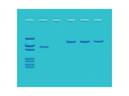 DNA SCREENING FOR SMALLPOX - EDVOTEK - 124
