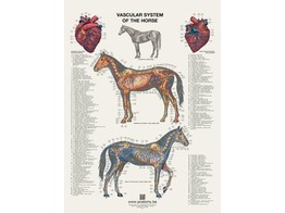 POSTER LE CHEVAL  LE SYSTEME VASCULAIRE